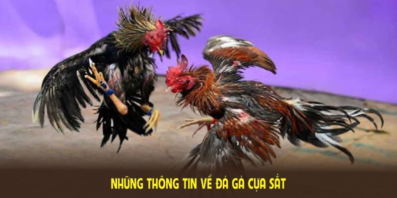 Những thông tin về Đá gà cựa sắt đang thu hút nhiều người chơi