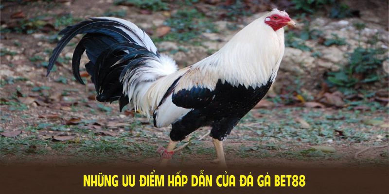 Những ưu điểm hấp dẫn của Đá gà BET88 cần được tìm hiểu