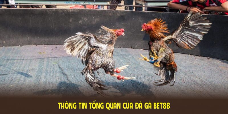 Thông tin tổng quan của Đá gà BET88 bảo chứng cho chất lượng dịch vụ