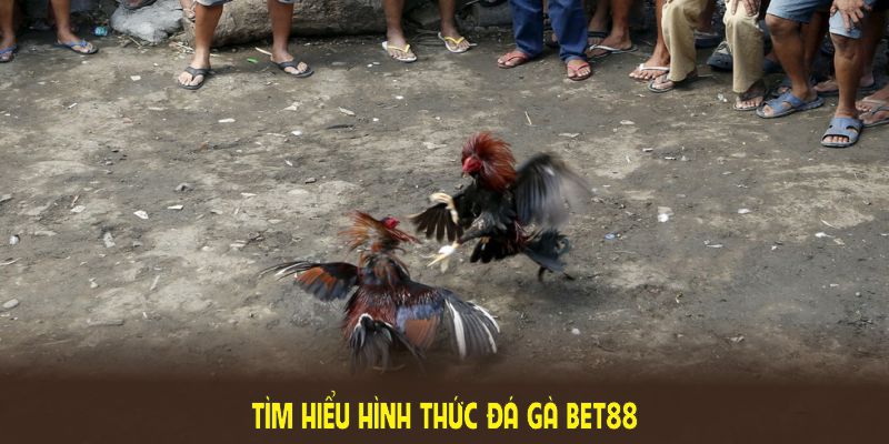 Tìm hiểu hình thức Đá gà BET88 đang thịnh hành và an toàn nhất