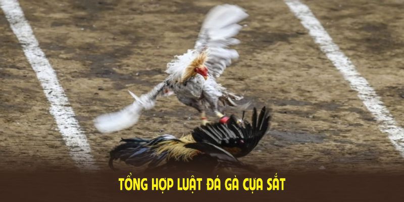 Tổng hợp luật đá gà cựa sắt cơ bản