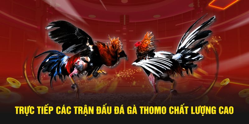 Có gì thú vị tại các trường đá gà Thomo